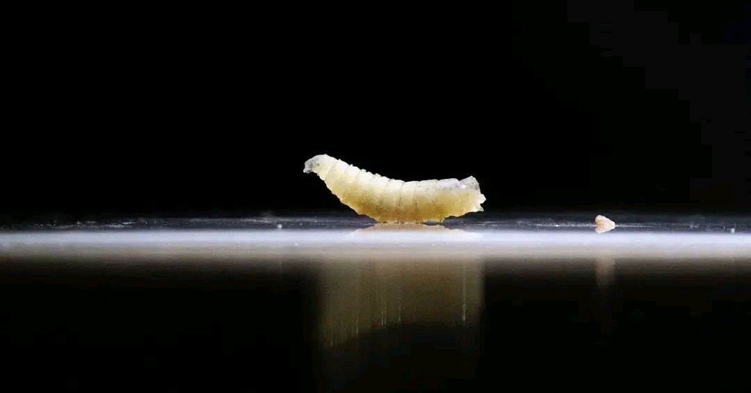 Babu Dabbar Da Zata Sake Shiga Amurka Daga Mexico!Published: January 3, 2026 at 9:45 PM | By: Aliyu Bala Gerengi | Updated: January 4, 2026