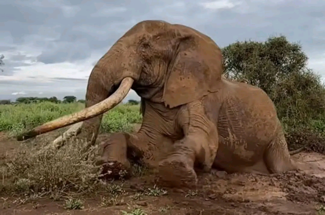 Ana Jimamin Mutuwar Giwa Mai Shekaru Kusan 60 A Kasar KenyaPublished: January 5, 2026 at 5:50 AM | By: Aliyu Bala Gerengi | Updated: January 5, 2026